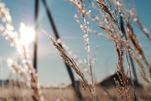 冬季,景观,雪,冷,性质,日出,如诗如画,冻结 