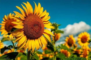 太阳花的寓意,太阳花花语是什么太阳花花语寓意介绍