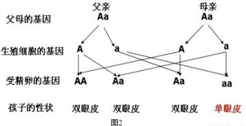 小明是单眼皮.父母都是双眼皮.那么父母的基因组成是 A.AA和AAB.AA和A aC.Aa和 AaD.A和a 题目和参考答案 精英家教网 