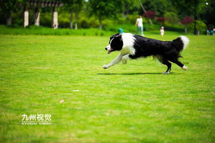 用笼子养边牧好不好 