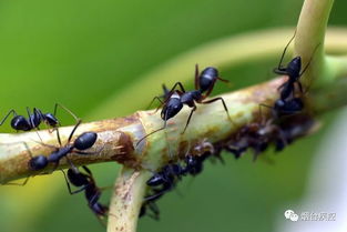 家里蚂蚁成群结队 烟台疾控专家教您几招,蚂蚁很快消灭