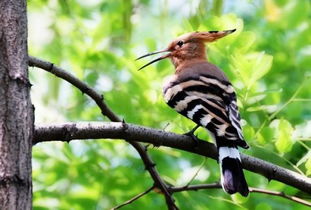 啄木鸟是国家几级保护动物