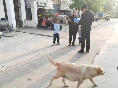 沭阳养狗的注意 多人被处罚