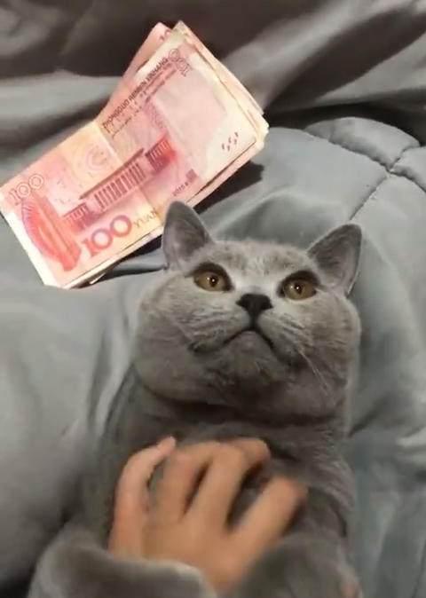 主人被猫咬个不停, 气得他掏出一把钱砸在猫脸上, 下一秒网友笑喷 