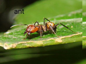 蚂蚁用英文怎么说 