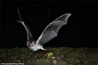蝙蝠一边飞,一边从嘴里发出一种声音.这种声音叫做超声波是什么方法 