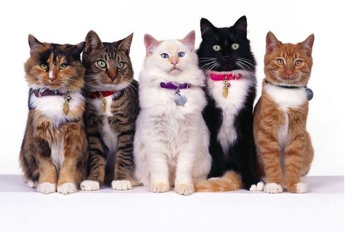 如果不要钱,这7种猫,你会带哪只回家
