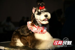 首届长沙宠物文化节上,一大波萌犬来袭 组图