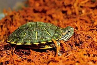 乌龟有记忆吗，能认识主人吗，请从科学的角度出发！我家的龟是草龟，我知道它有灵性？