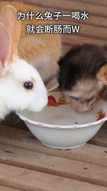 为什么兔子一喝水就会断肠而亡,难道兔子真的不能喝水吗 
