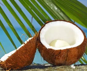 关于椰子的美丽动人的故事,你不知道 