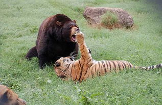 把棕熊与东北虎放一起会怎样 棕熊能碾压老虎 猫科可不是吃素的