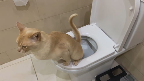 怎样教猫咪上厕所 猫会上马桶大小便了,还帮助人省猫砂 