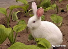 柏树叶是兔的好饲料