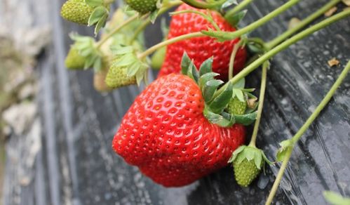 章姬草莓和红颜草莓区别,哪个好吃