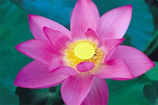 澳门代表花是什么花 香港澳门国花标志