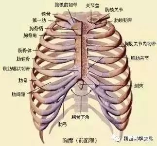 脊柱各部位与健康的对照关系 