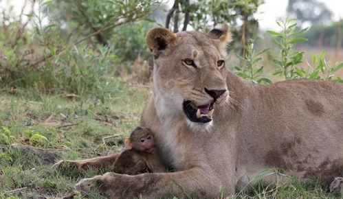 狮子捕杀狒狒后发现狒狒宝宝,它接下来的举动连动物专家都被惊呆