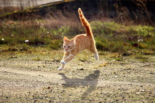 猫钓鱼的故事，一场意外奇遇，小花猫钓鱼的故事