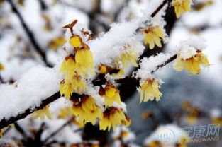 梦境分析 梦见雪中开花的征兆是吉是凶