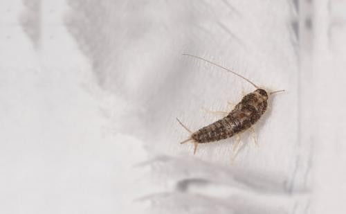在家里打扫房间发现的虫子是什么虫 