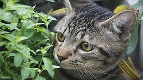 大家对狸花猫的印象怎么样呢你真的了解狸花猫吗