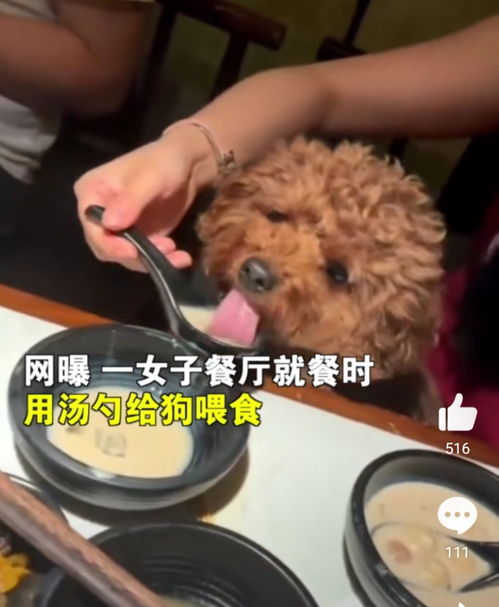 不敢相信,无锡一女子用餐厅勺子给宠物狗喂食