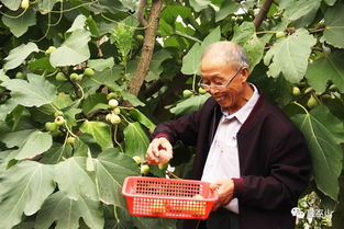 66岁老人房前屋后种上 生命之果 ,没想到