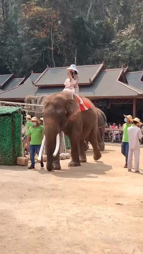 第一次带着女儿骑大象,眼前这一幕,真是不一样的人生体验 
