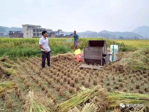 又到秋收时节,收稻谷 捉泥鳅...为你全记录 