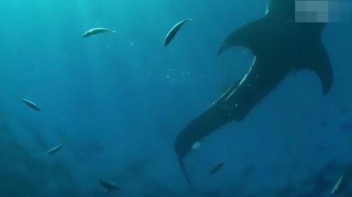 鲸鲨游在水中,身边不断有小鱼游动,看起来十分和平 