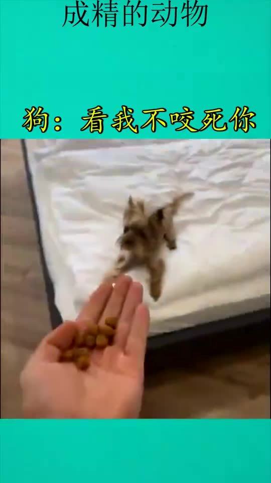 狗看我不咬死你 