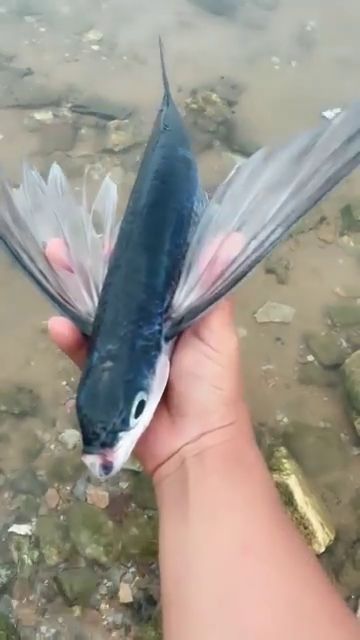 这种鱼非常罕见,名为燕子鱼,不知道老铁们见过没有 