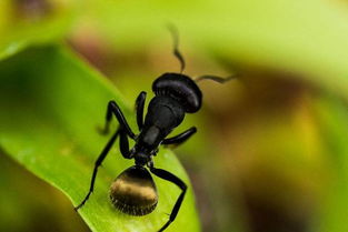 2018养蚂蚁赚钱吗 蚂蚁养殖的利润与投资成本及前景预测