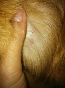 我家金毛狗狗最近身上张了好多疹子,上面结痂了,结痂的地方掉毛,看他经常挠痒,不知道是不是螨虫,或是 