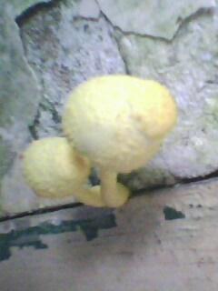 这是什么蘑菇啊 