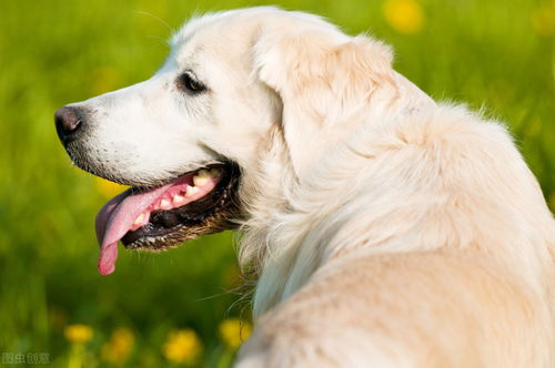 不坑人的最适合家养品种犬排行榜