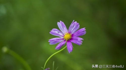 三星座鸿运当头,紫运东来,日赚斗金,大吉大利 天秤座 射手座 处女座 四大星座 网易订阅 