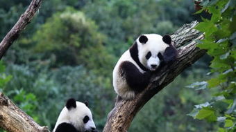 中国永久送出的熊猫(中国永久送出的熊猫的子女)