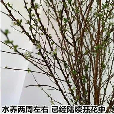 为什么雪柳养到一半就蔫了