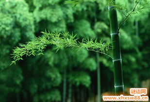 关于歌颂竹子的品格的诗句