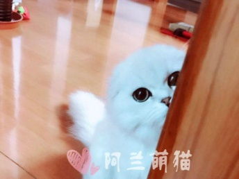 图 英国长毛猫高地猫出售预订 上海宠物猫 