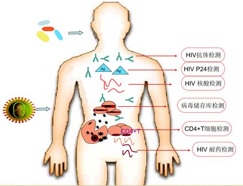 尿液样本可以对乳腺癌进行检查吗？