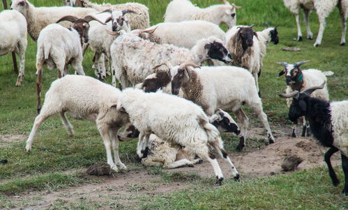 农村人养羊非常多,什么样的人适合养羊