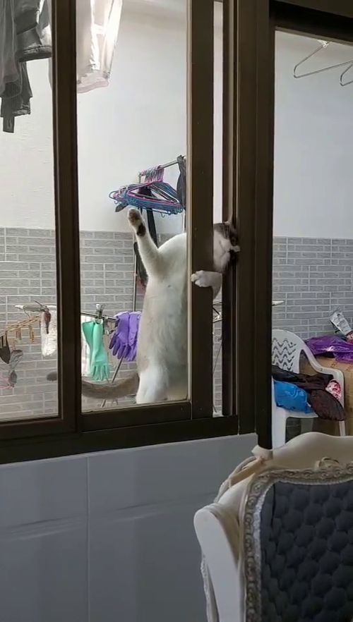 动物成精系列,这猫咪太厉害了,自己就把窗户给打开了 