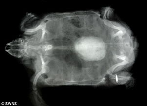 英小龟体内现鸡蛋大结石 兽医紧急手术救命 