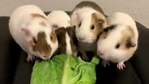 四只豚鼠同时进食是什么样的场景 