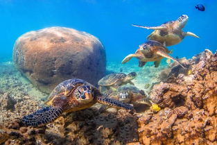 一周外媒动物图片精选 深陷渔网的无辜红海龟