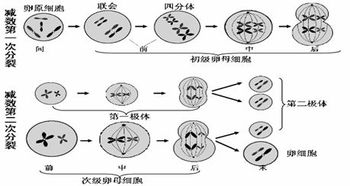 高二理科生物有哪些比较好的学习方法 