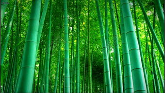 竹子的三个特点是什么,竹子的三个特点是什么